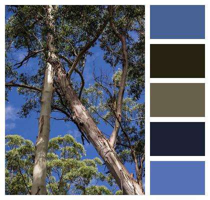 Grandis Gum Tree Eucalyptus Image